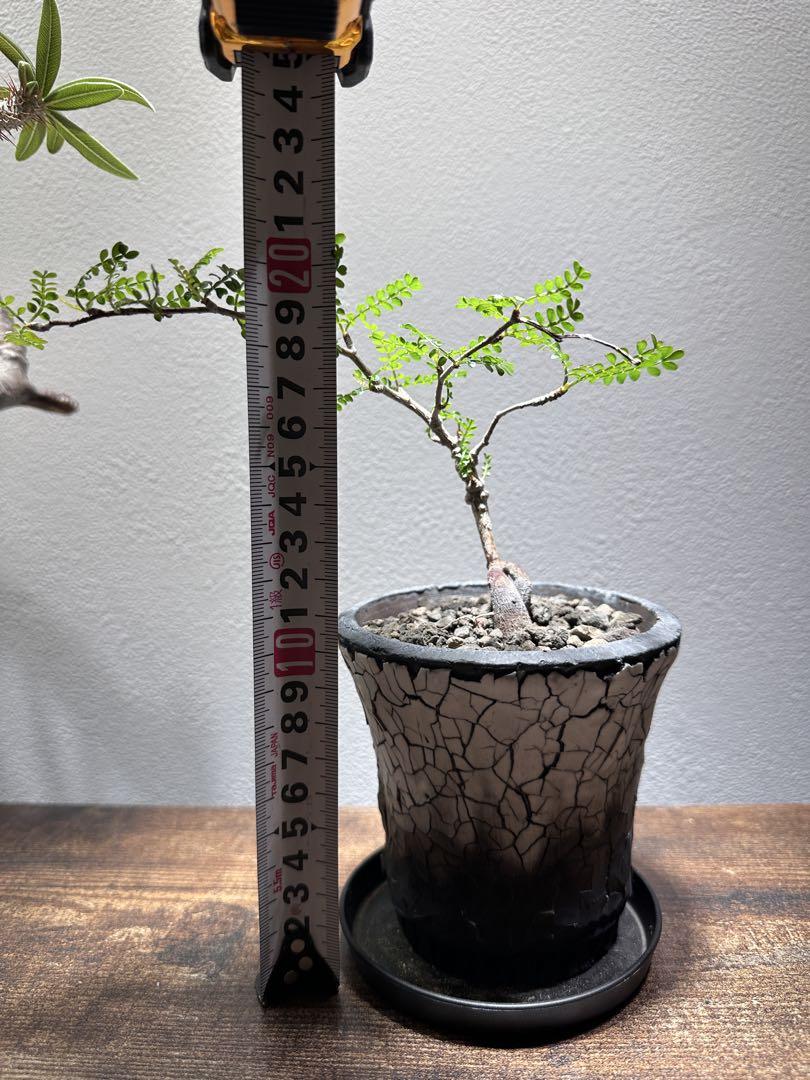 塊根植物　パキプス　作家鉢付