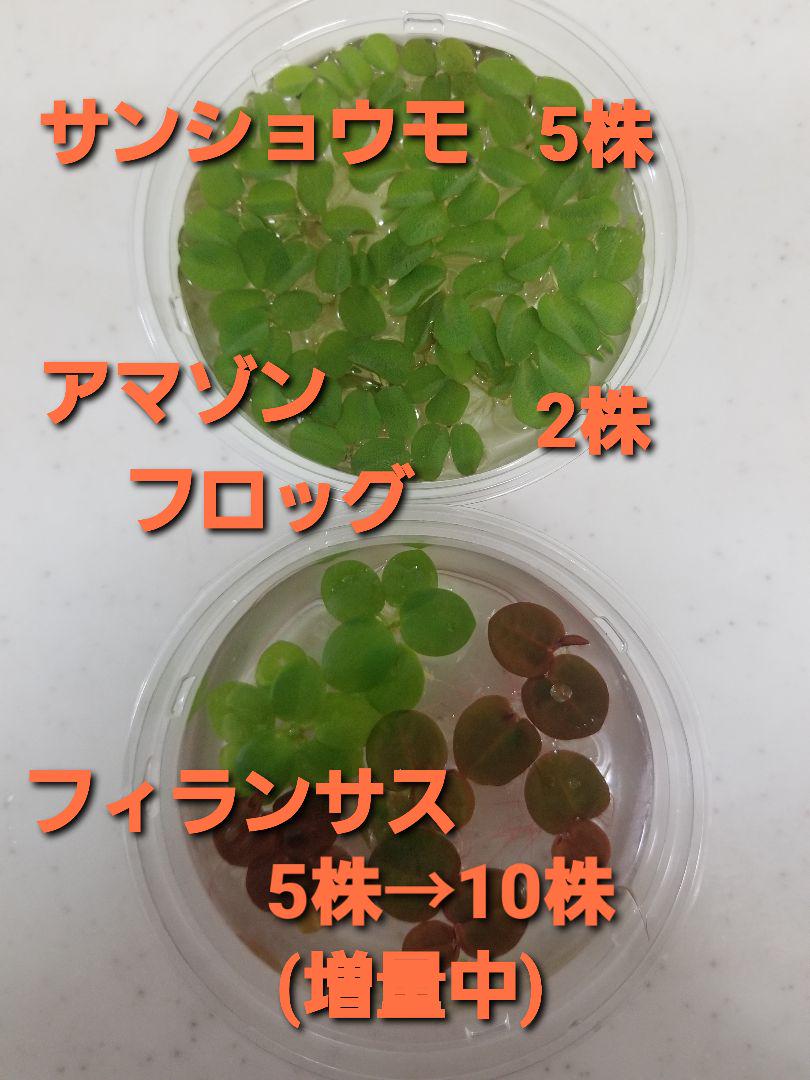 お試し 3種類 水草 浮草 水草