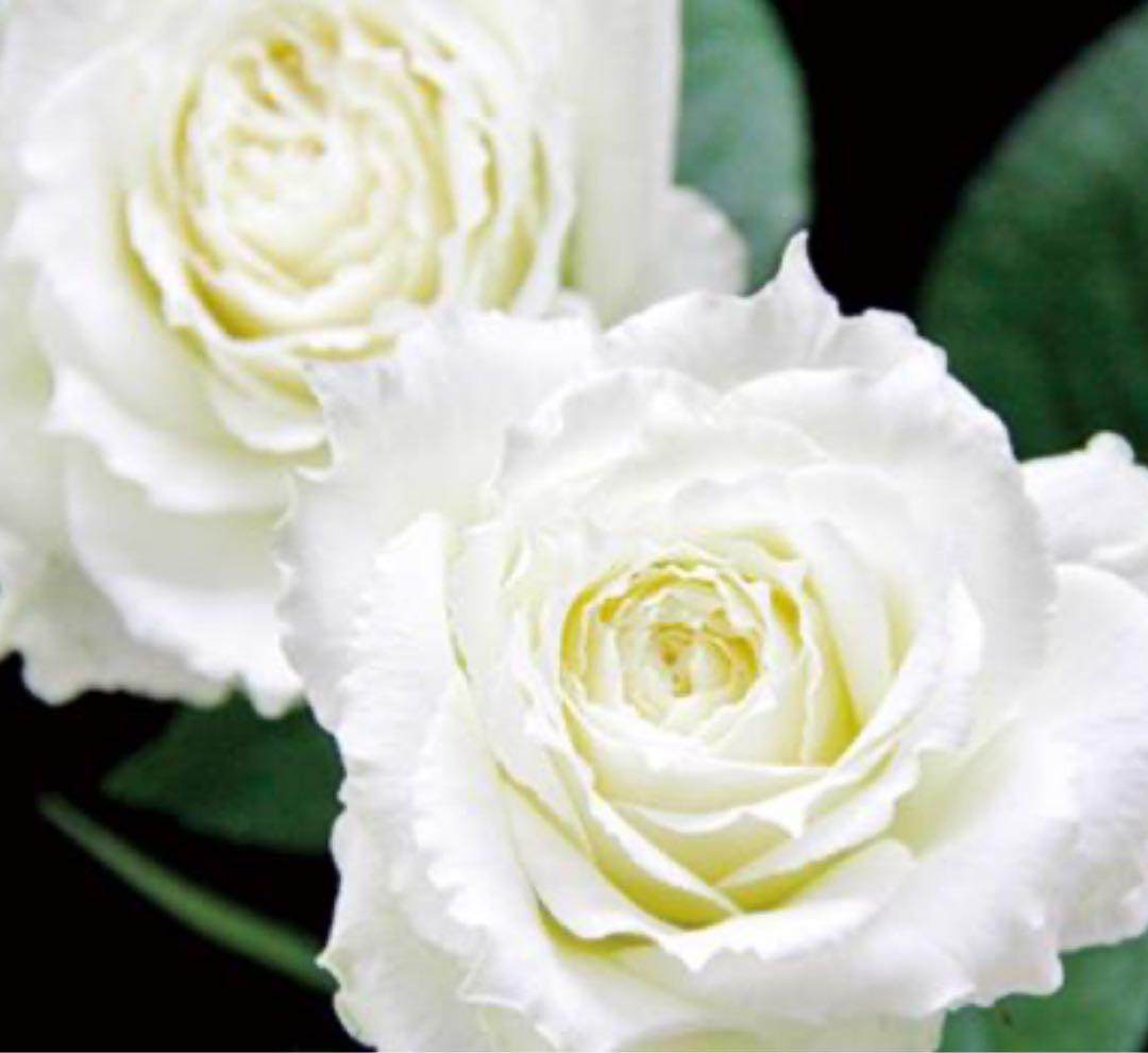 バラ苗.＊とても素敵な白系に癒されます.可愛らしく素敵な薔薇.＊＊