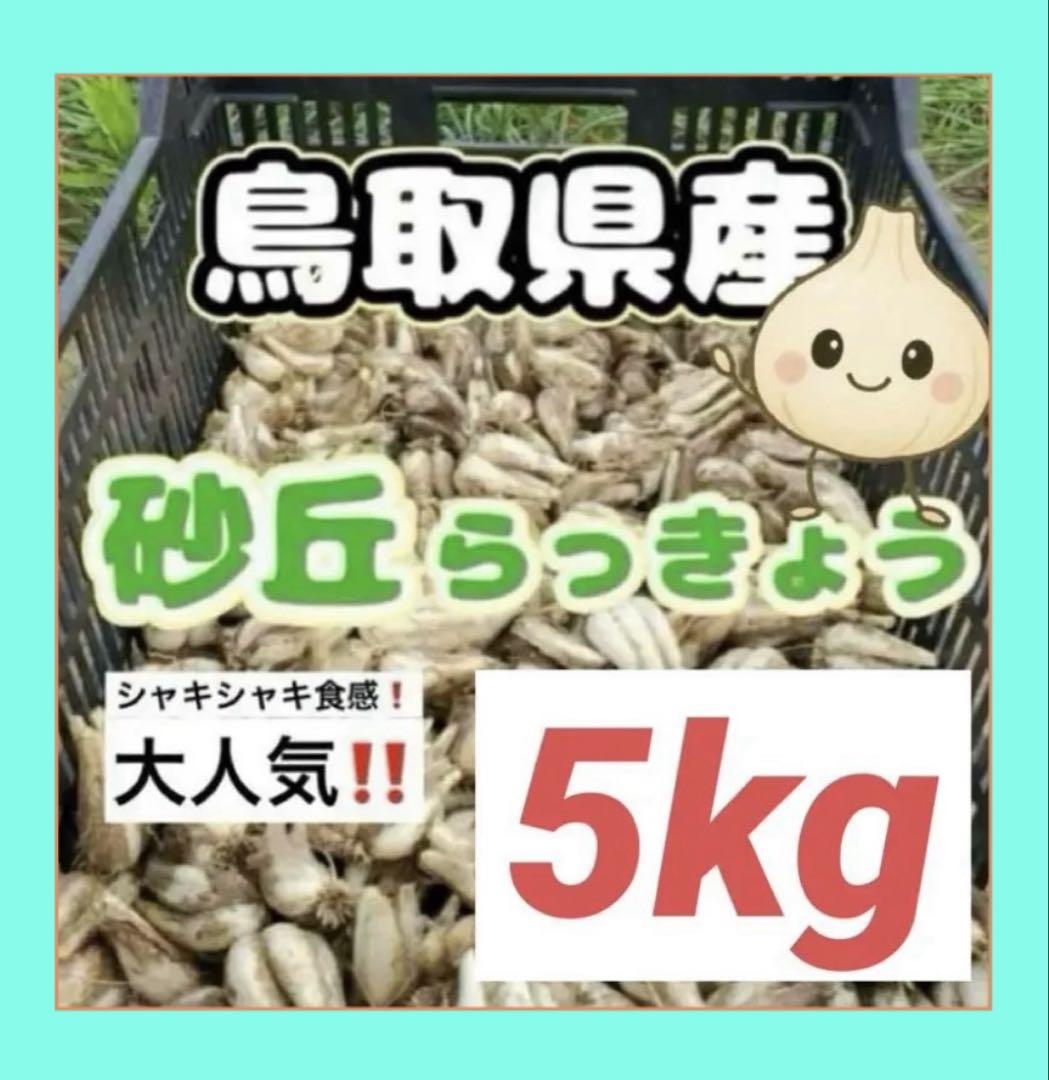 鳥取県産　砂丘　らっきょう　５ｋｇ　農薬不使用