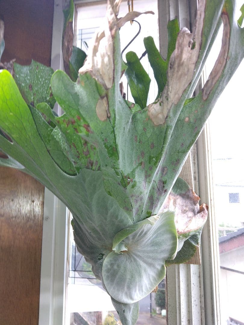 スパーバム 大株やや傷や汚れあり