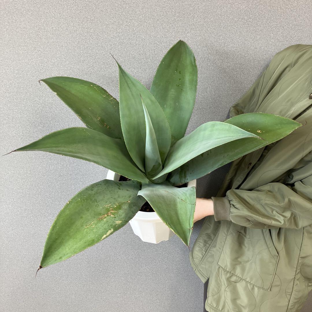 超希少❗️ハイブリット❗️アガベ トゥルービューティー✨ 観葉植物