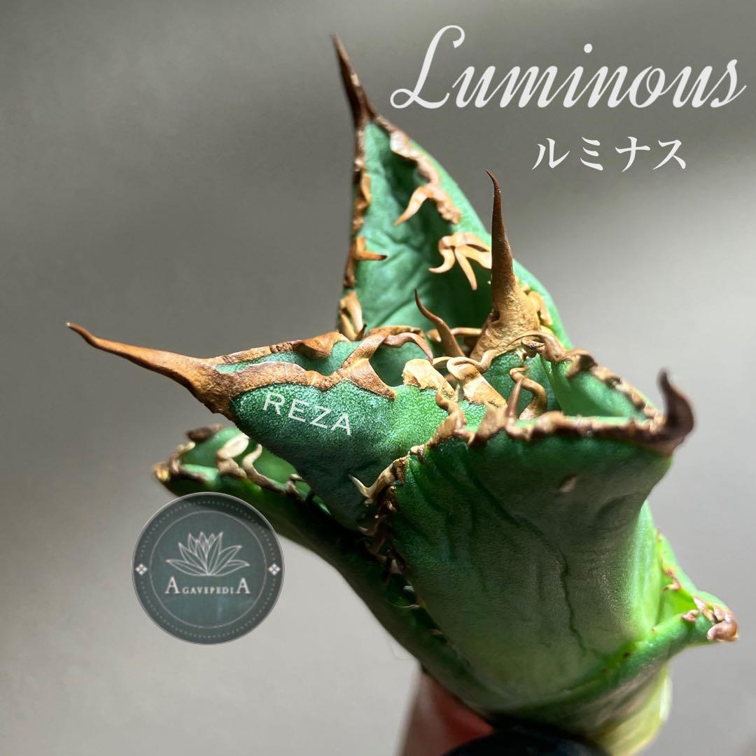 選抜【REZA産】匿名配送　イラン　アガベ　ルミナス　天芽　サイズ大 5,986円