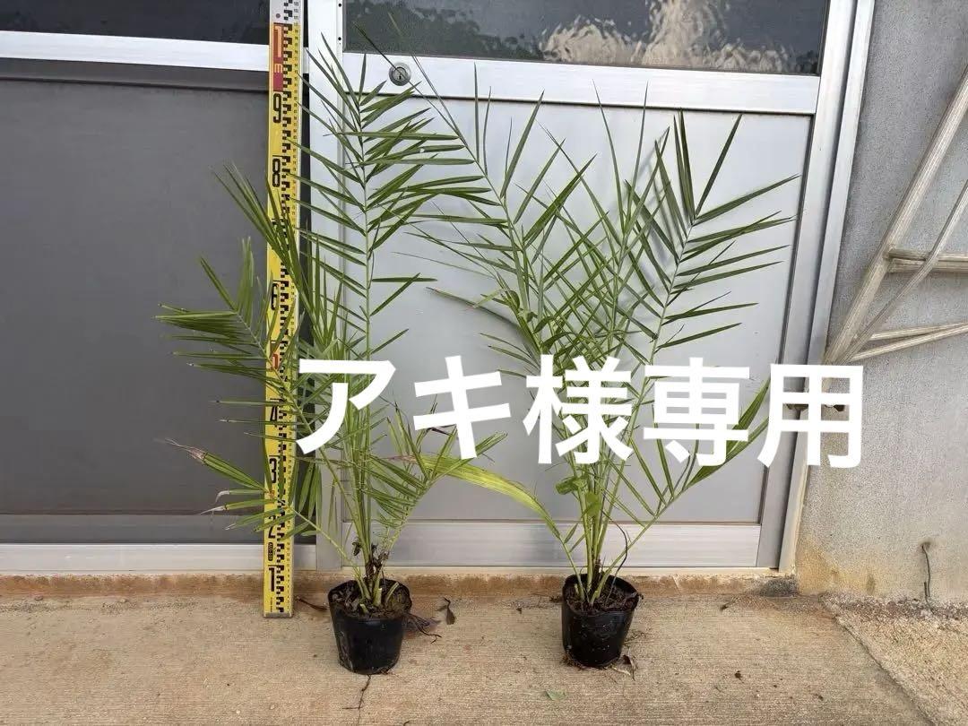 ナツメヤシ　2本セット　約70〜90cm