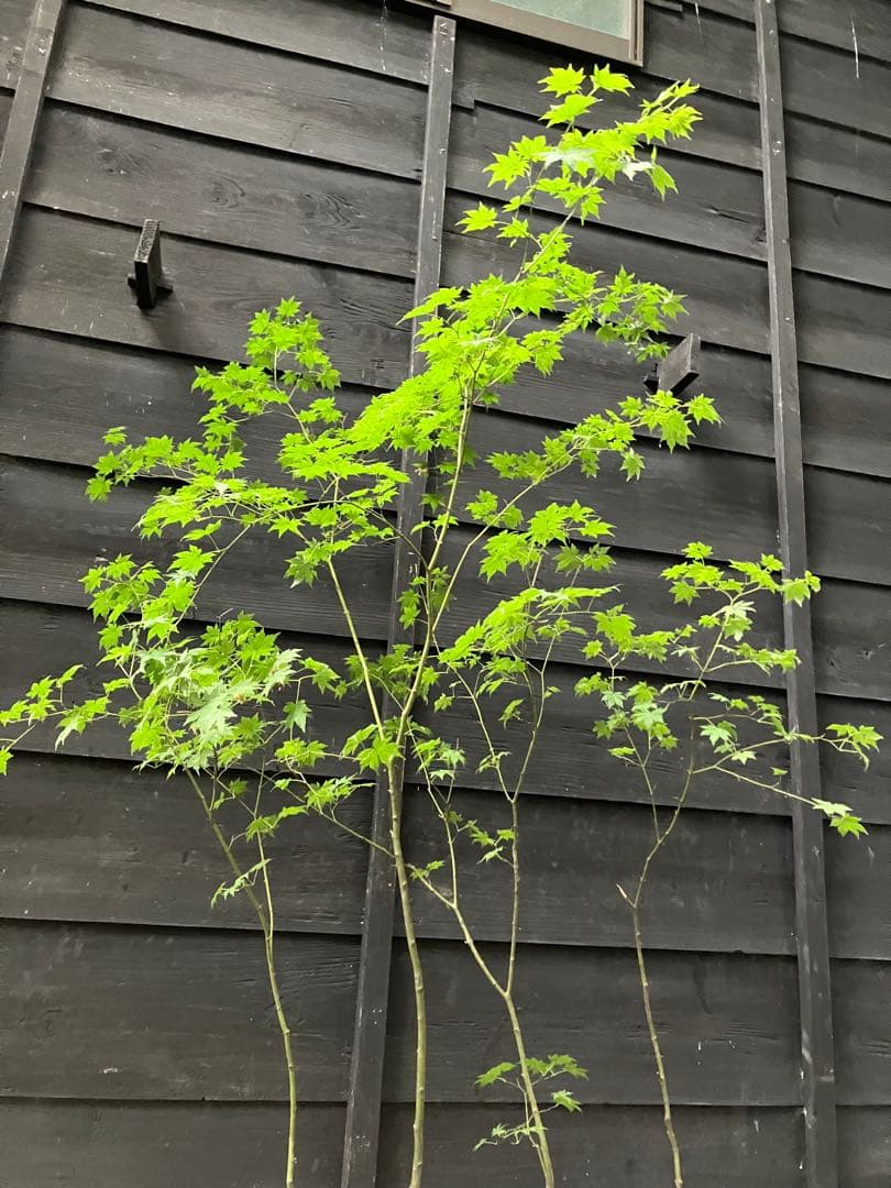 ヒナウチワカエデ新品、♥