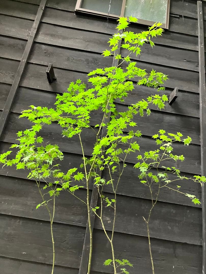 75 山採り ヒナウチワカエデ新品、♥ YUZUMIYA_COM