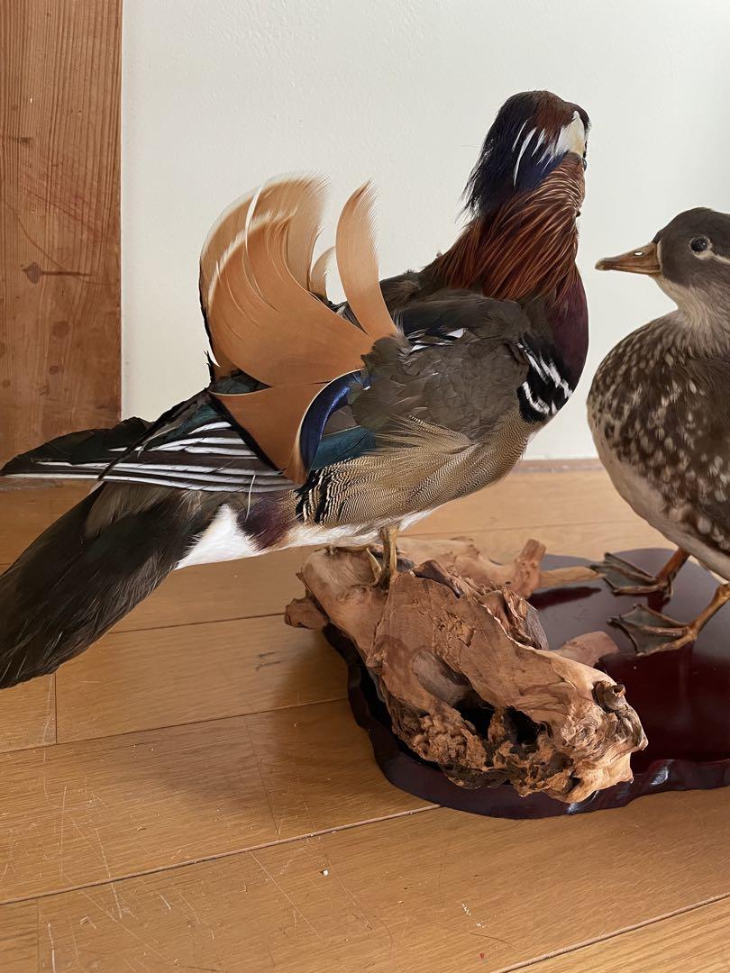 【公式】フジのお歳暮・冬ギフト オシドリ 剥製 鳥 （野鳥＊羊毛 木製台座付き（鴛鴦の剥製 鳥雑貨・オーナーズグッズ