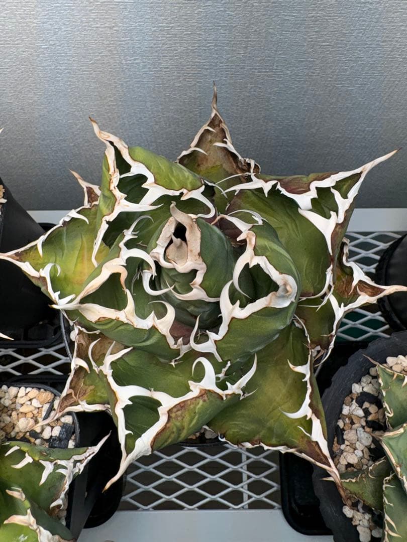 アガベ チタノタ 白鯨 金鯨やや傷や汚れあり YUZUMIYA_COM