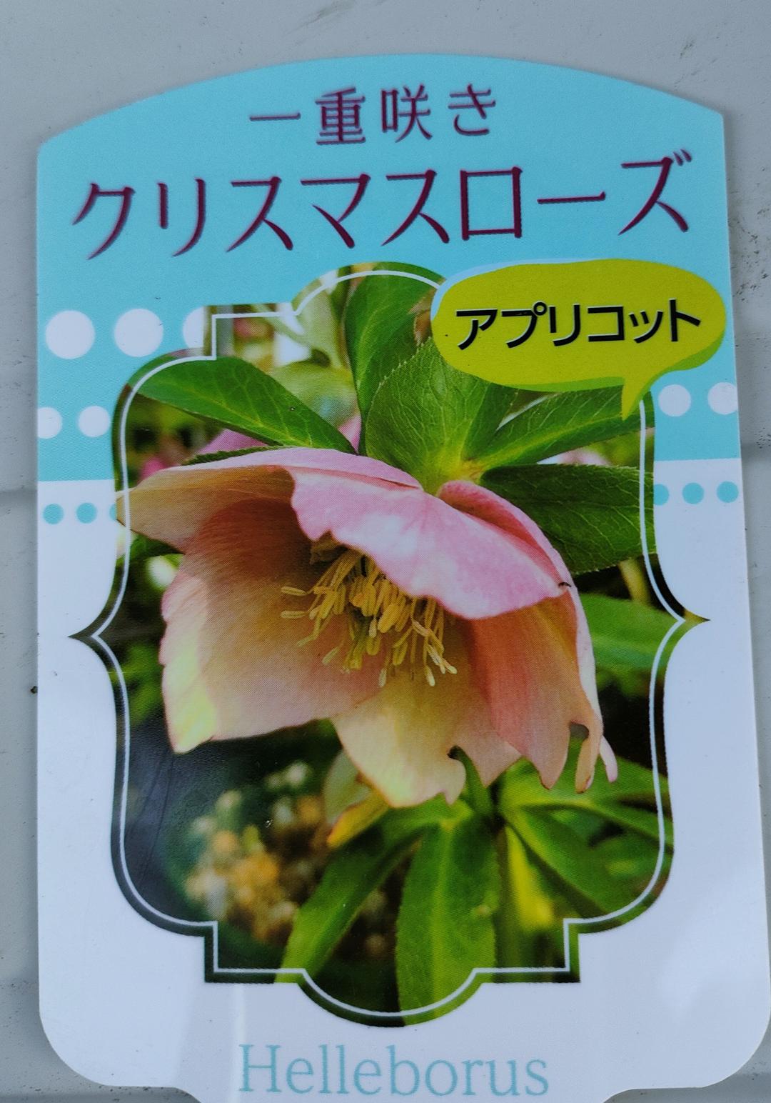 から厳選した クリスマスローズ様専用ページ - 調理器具