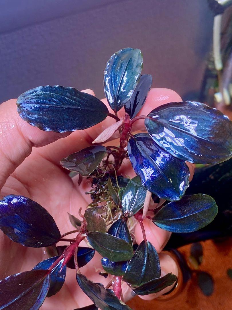 Bucephalandra sp. Shine Blue群生株