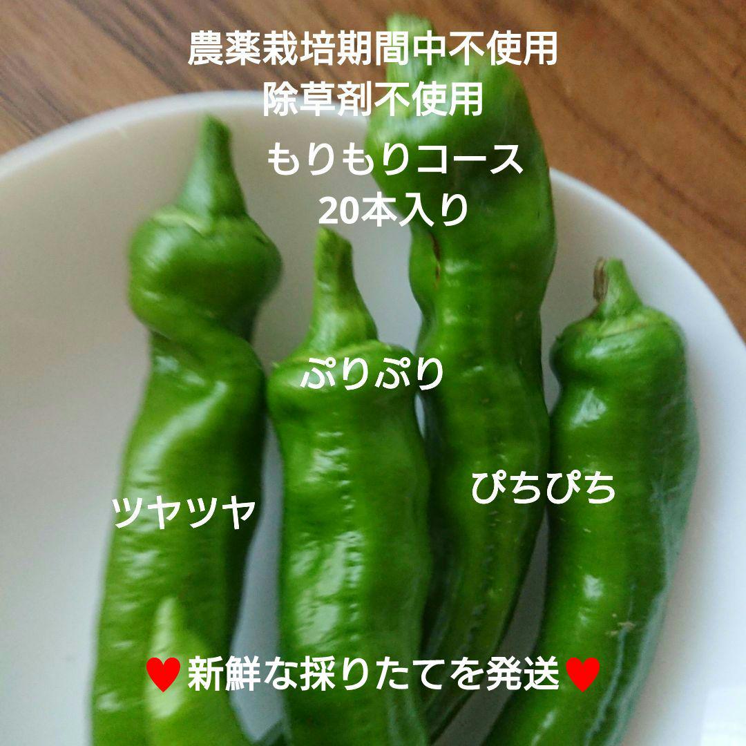 万願寺とうがらしもりもりコース③(農薬栽培期間中不使用、除草