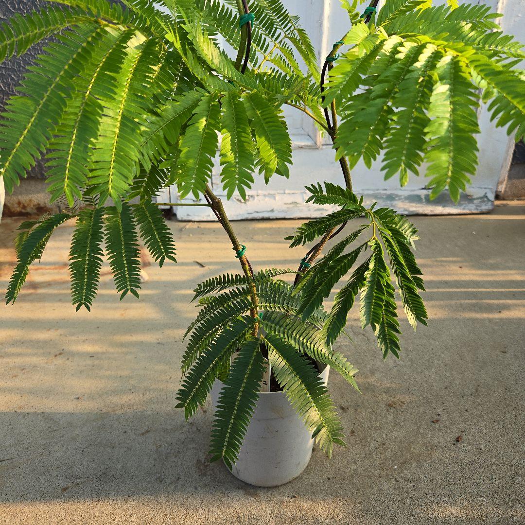 ⑪ エバーフレッシュ 曲がり仕立て 5号 2本植え‼️ - メルカリ