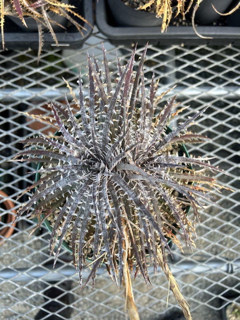 ディッキア Dyckia ‘Anne' original Richard Kaz