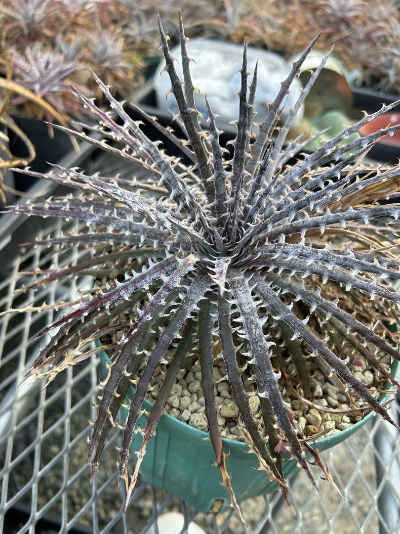 ディッキア Dyckia ‘Anne' original Richard Kaz