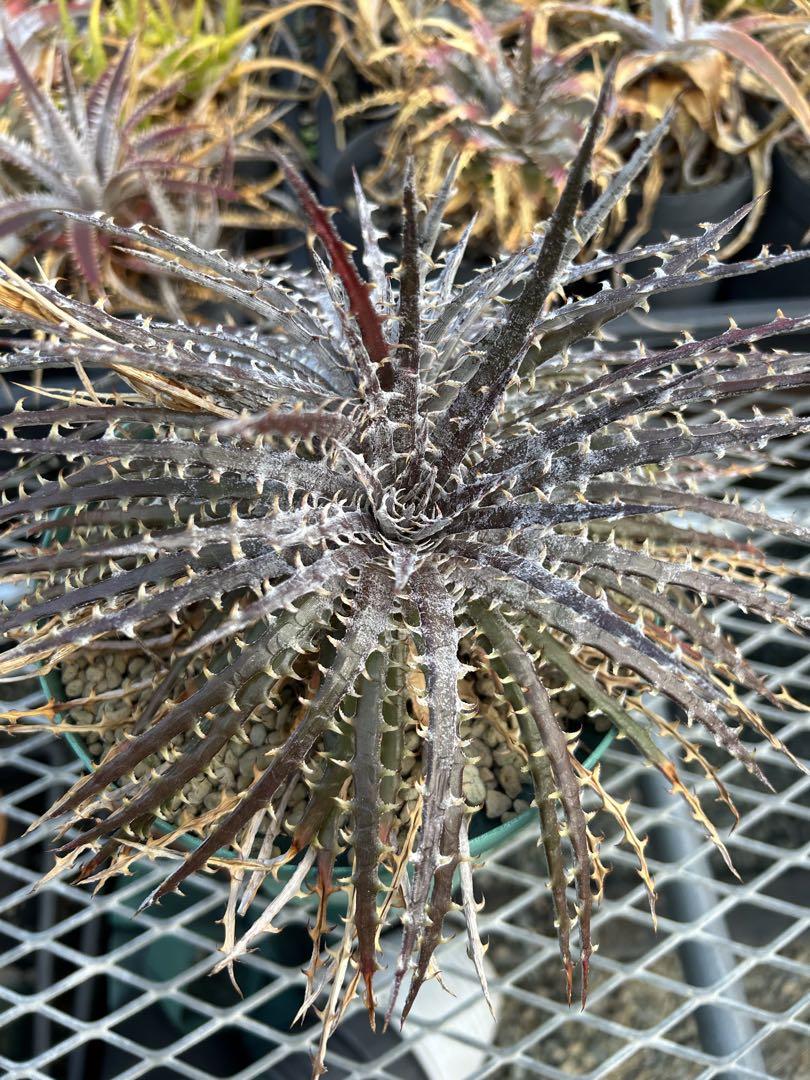 ディッキア Dyckia ‘Anne' original Richard Kaz
