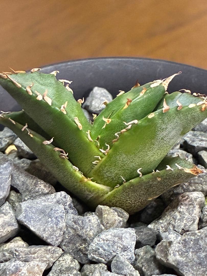 アガベカキコ3株セットQ 抜き苗発送 ①SAD ②浪人 ③狂刺夕映 発根済