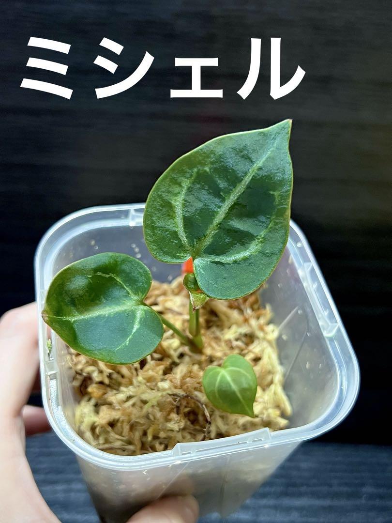 レア　アンスリウム　ミシェル