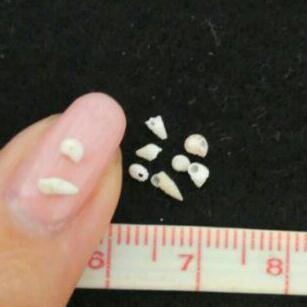 琉球　ミニミニ貝殻　ネイル用　キズありタイプセット　　光