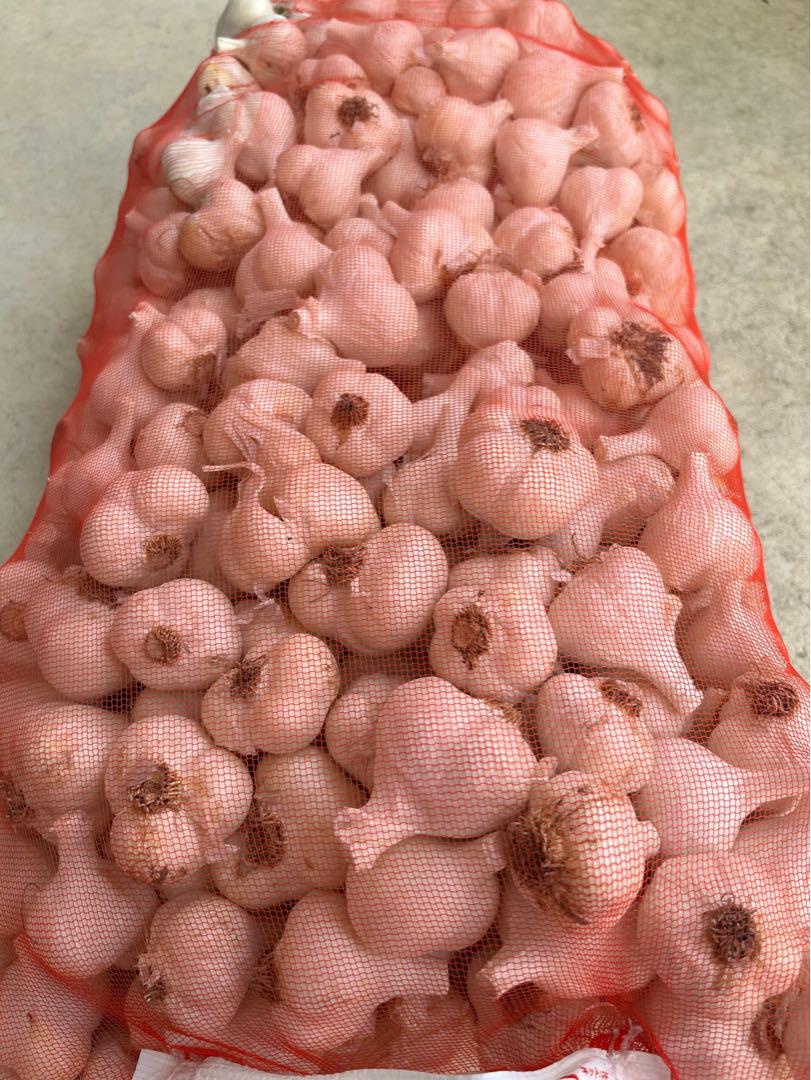 【超目玉セール】青森県産 にんにく M 10kg 福地ホワイト六片 お買い得 楽天市場】青森にんにく A品 Mサイズ 1kg～10kg 国産 福地