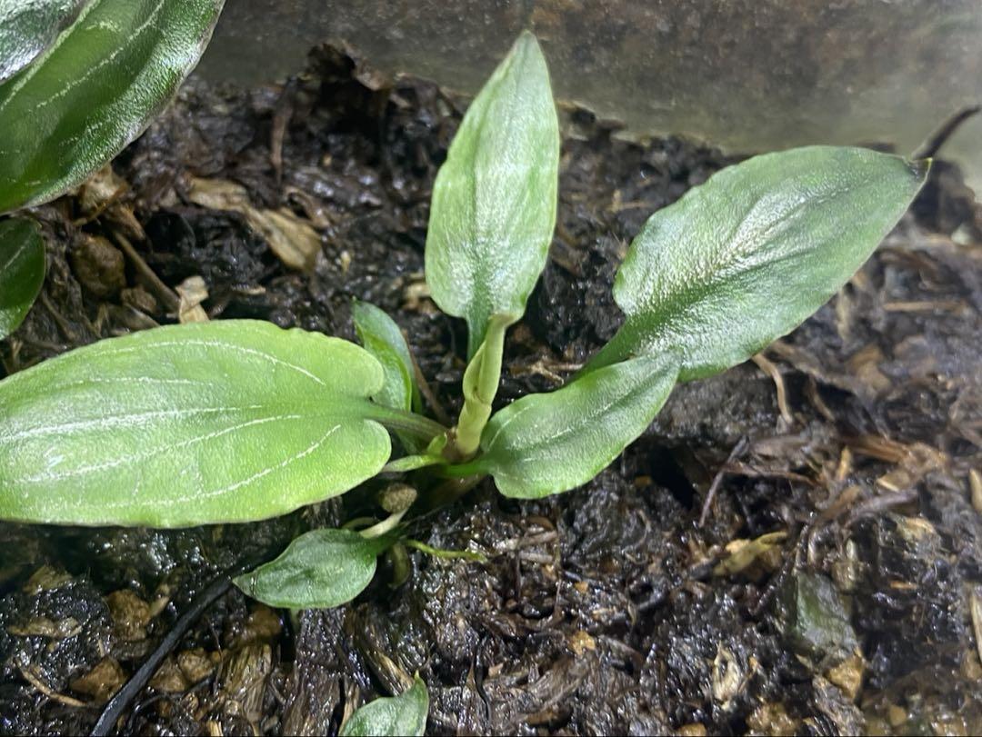 Cryptocoryne sp. philippines min-2【LA便】