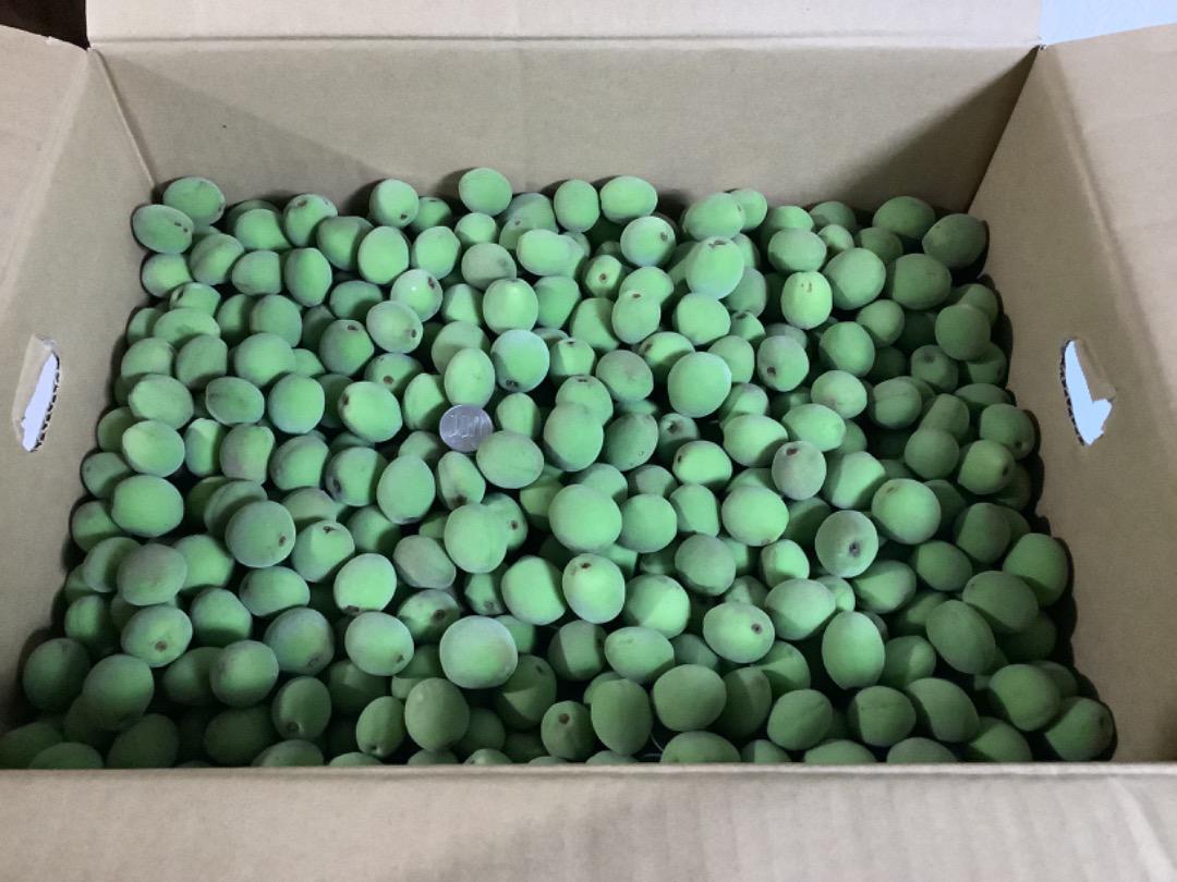 青梅:10kg