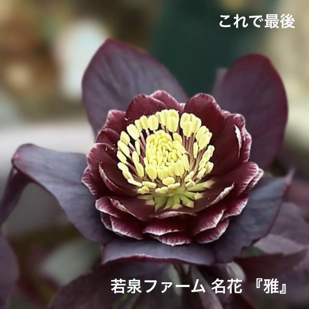 セルフ交配 □ 雅 クリスマスローズ 若泉ファーム 発芽苗 夏越し セルフ交配 □ 雅 クリスマスローズ 若泉ファーム 発芽苗 夏越し