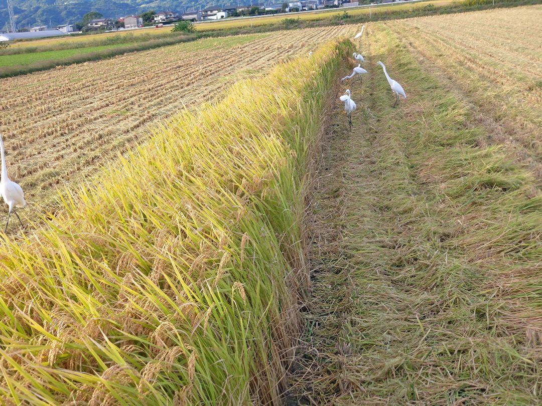 keit様専用　新米　令和6年佐賀県産さがびより　20kg