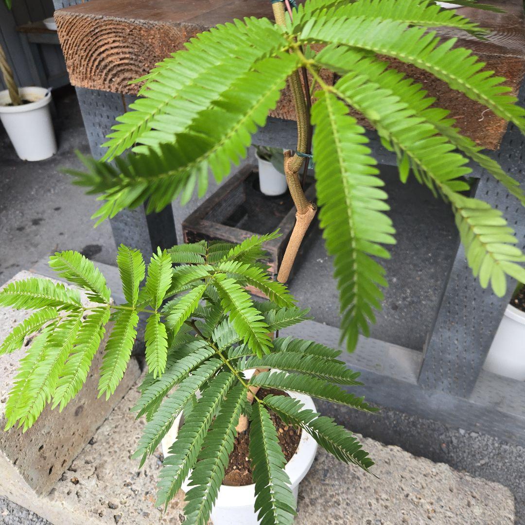 エバーフレッシュ 曲がり仕立て ７号 特大苗木最高等級 上品新品、♥ YUZUMIYA_COM