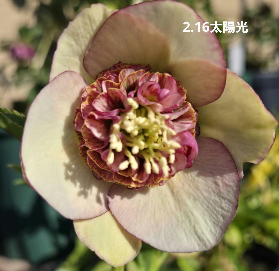 「訳あり」札付　公認　アンティークモーリー　ヒデコート交配　加藤農園