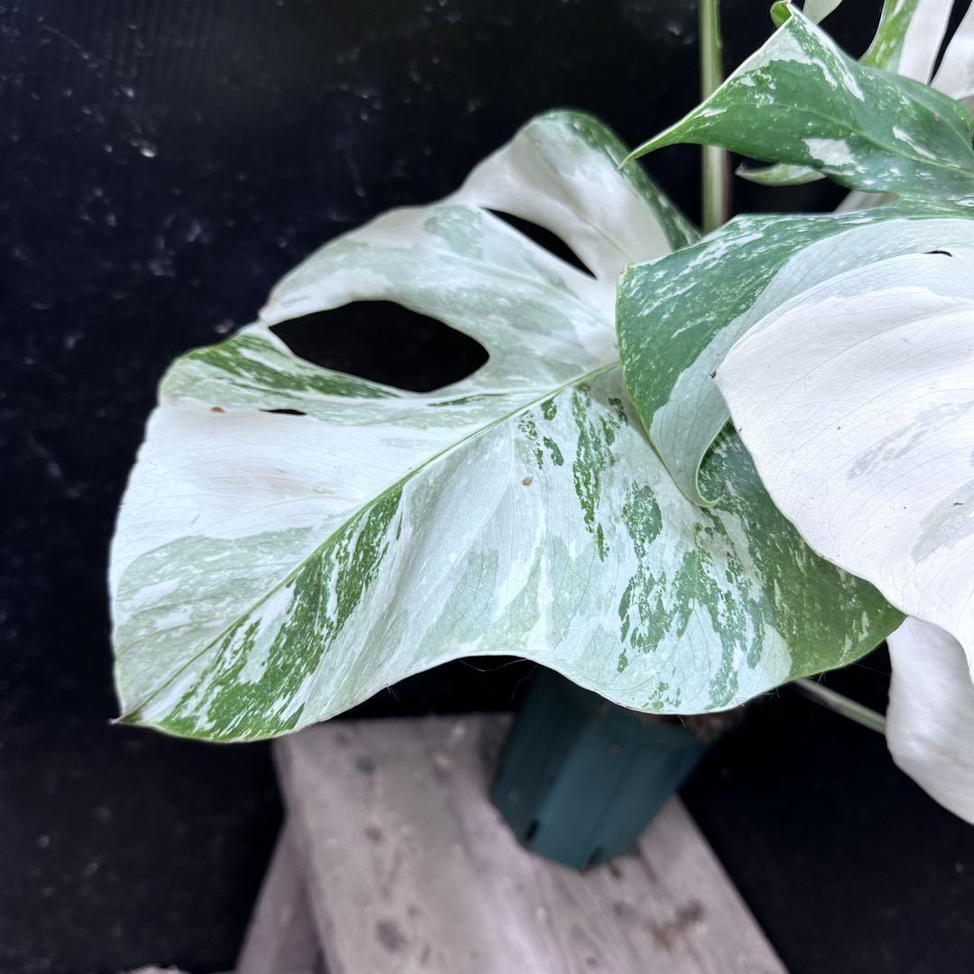 極美斑入り モンステラ ホワイトタイガー 59cm 希少 人気 観葉植物