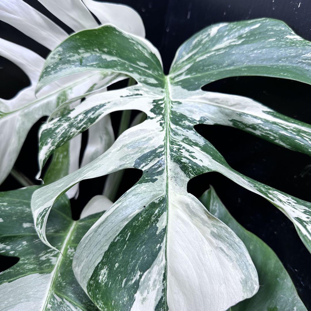 極美斑入り モンステラ ホワイトタイガー 59cm 希少 人気 観葉植物