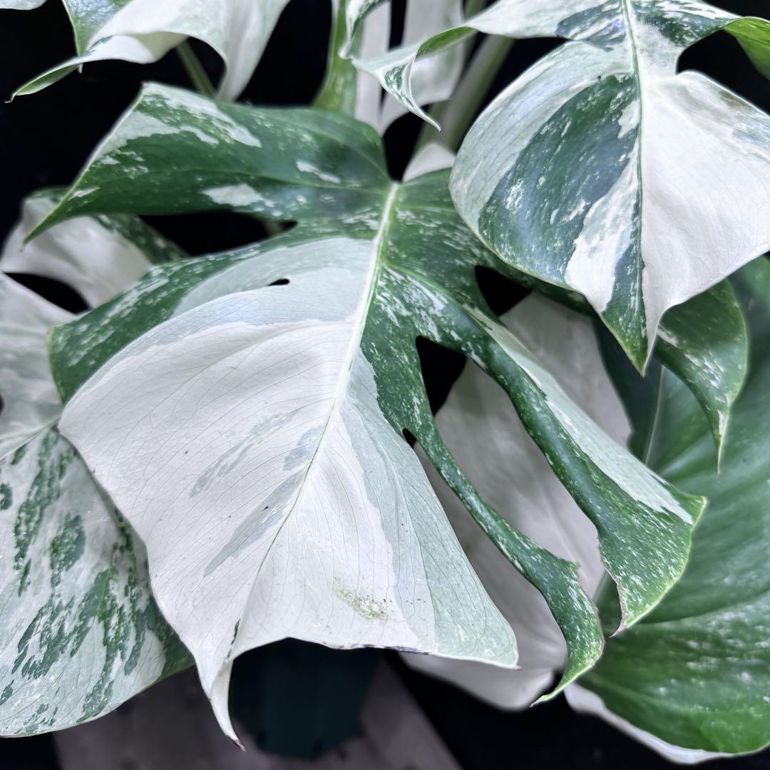 極美斑入り モンステラ ホワイトタイガー 59cm 希少 人気 観葉植物