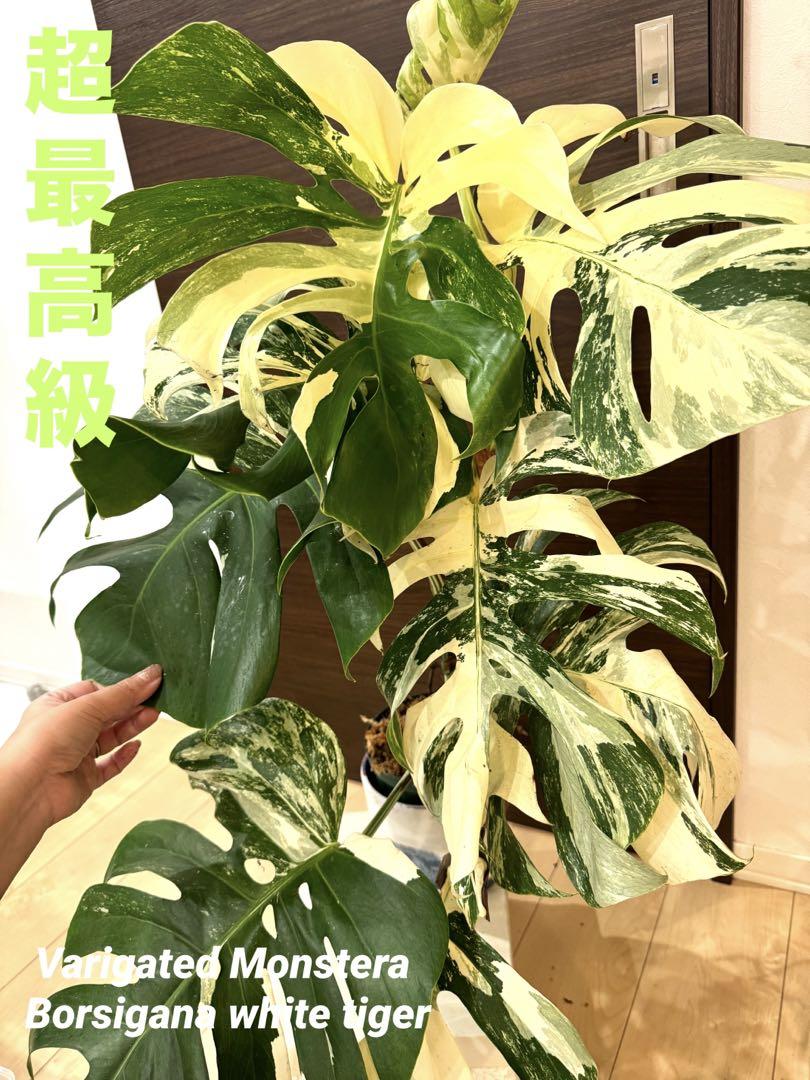斑入りモンステラ 極上散り斑入りやハーフムーン優良美株