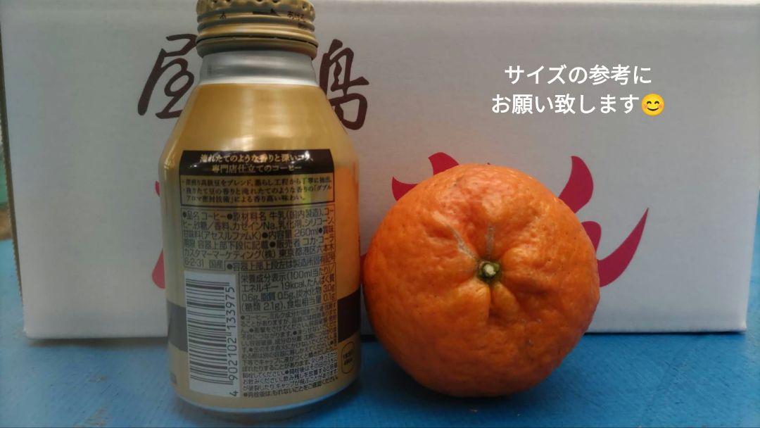 屋久島たんかん　3Lサイズ