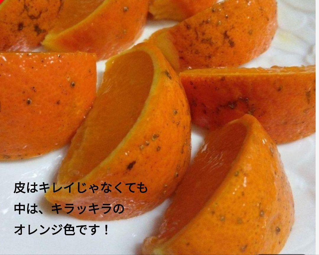 屋久島たんかん　3Lサイズ