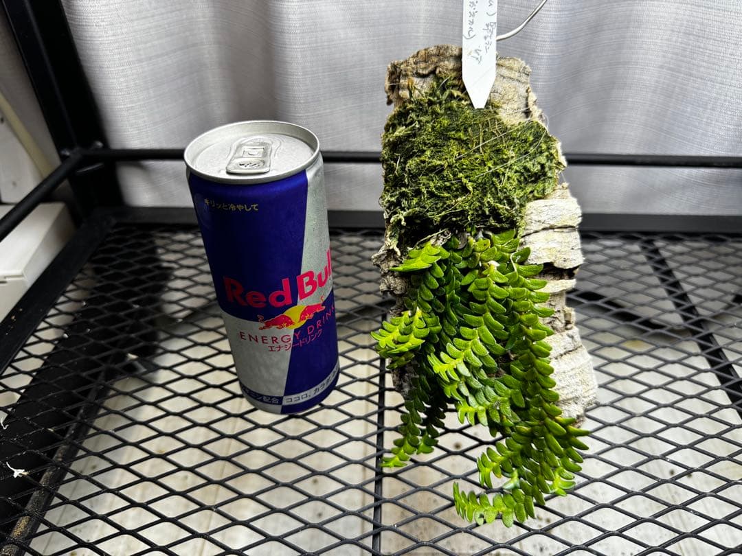 アングレカム ディスティカム コルク付け大株やや傷や汚れあり