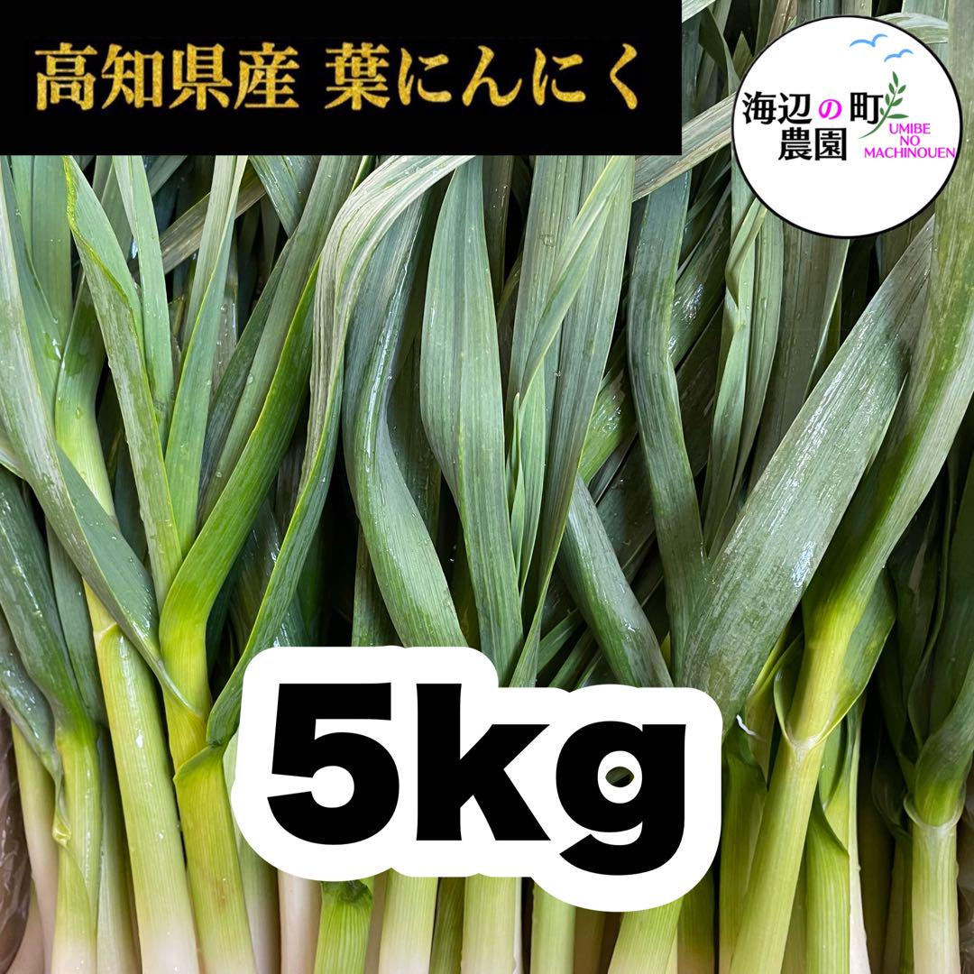 高知県産【高級食材♪葉ニンニク】5kg 農家直送！ 産地直送 野菜 Tvo