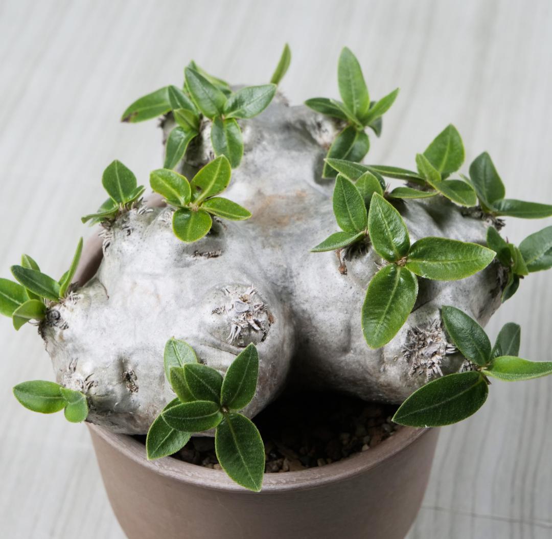 パキポディウム 恵比寿笑い Pachypodium brevicaule ⑫