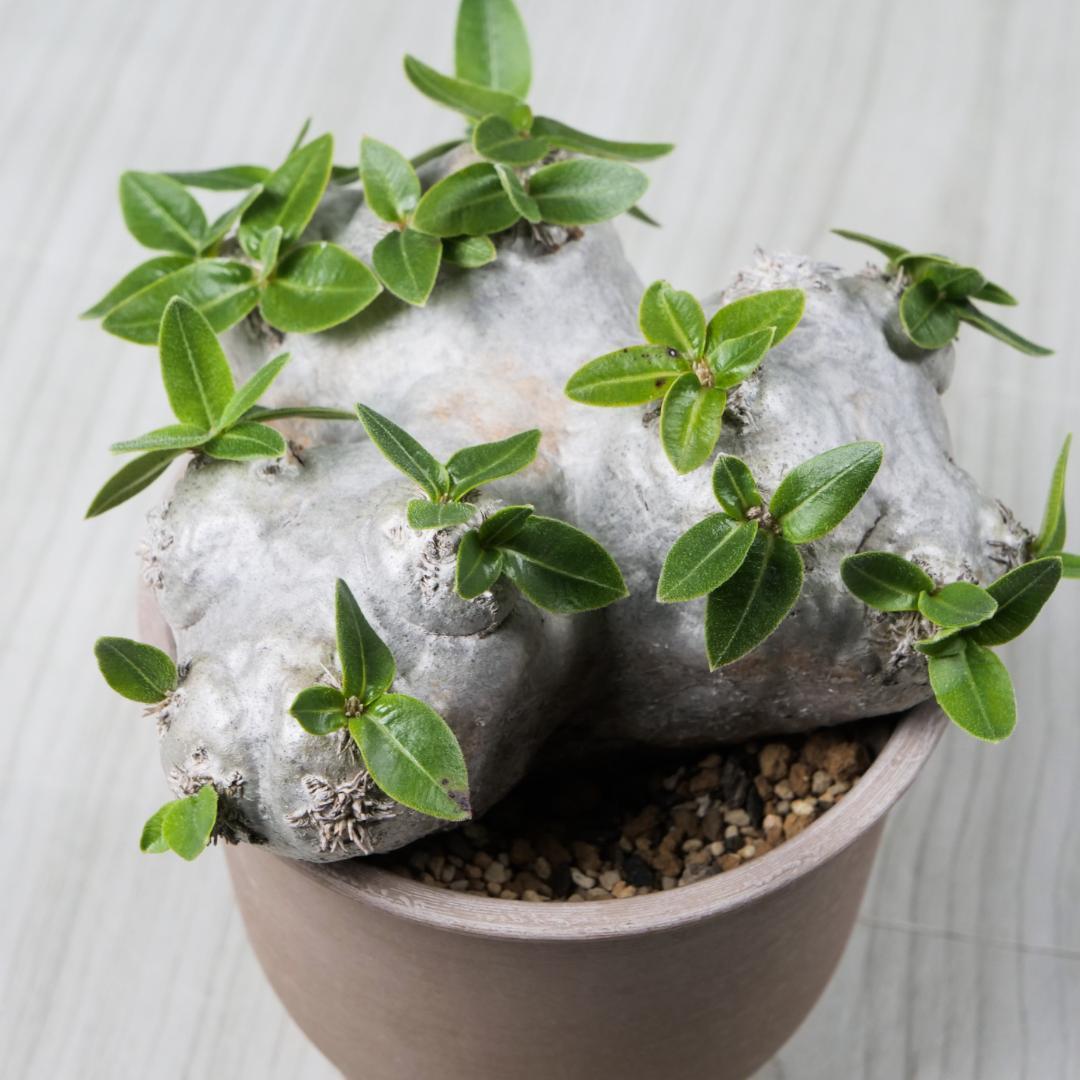 パキポディウム 恵比寿笑い Pachypodium brevicaule ⑫