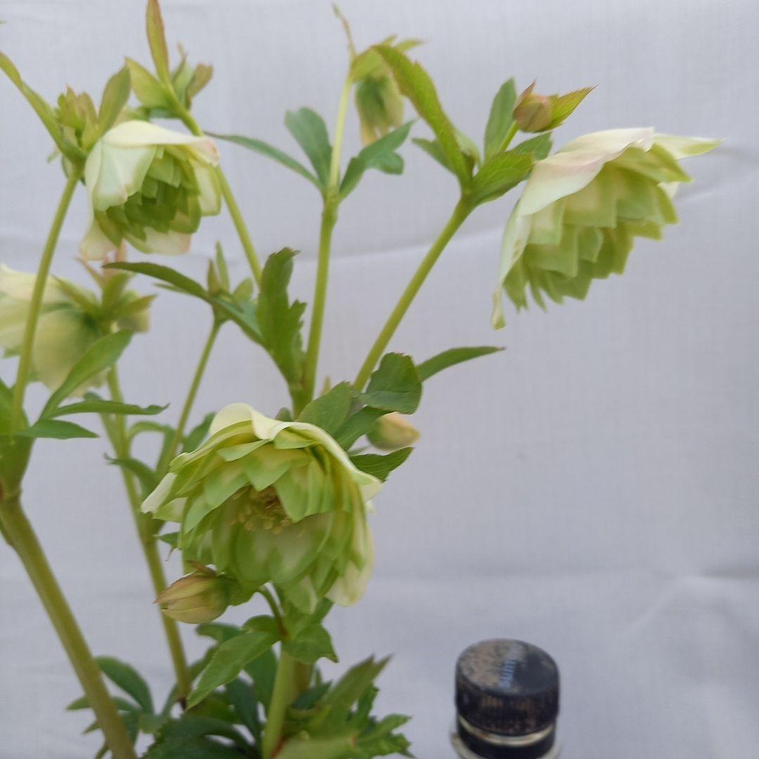 専用(4個)　つぼみゴロゴロ♪オリジナルグリーンリップ、苗、開花株