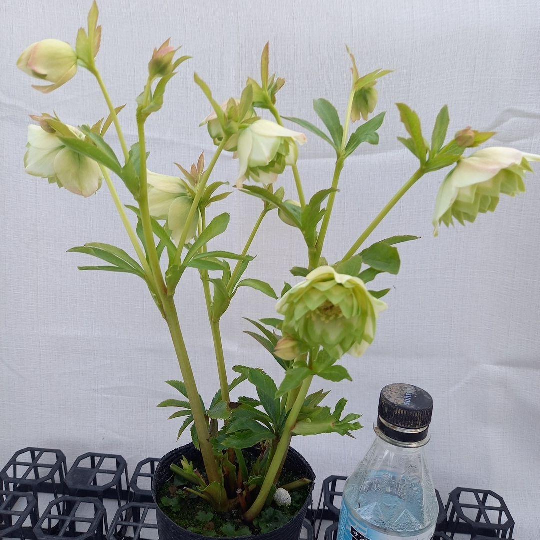 専用(4個)　つぼみゴロゴロ♪オリジナルグリーンリップ、苗、開花株
