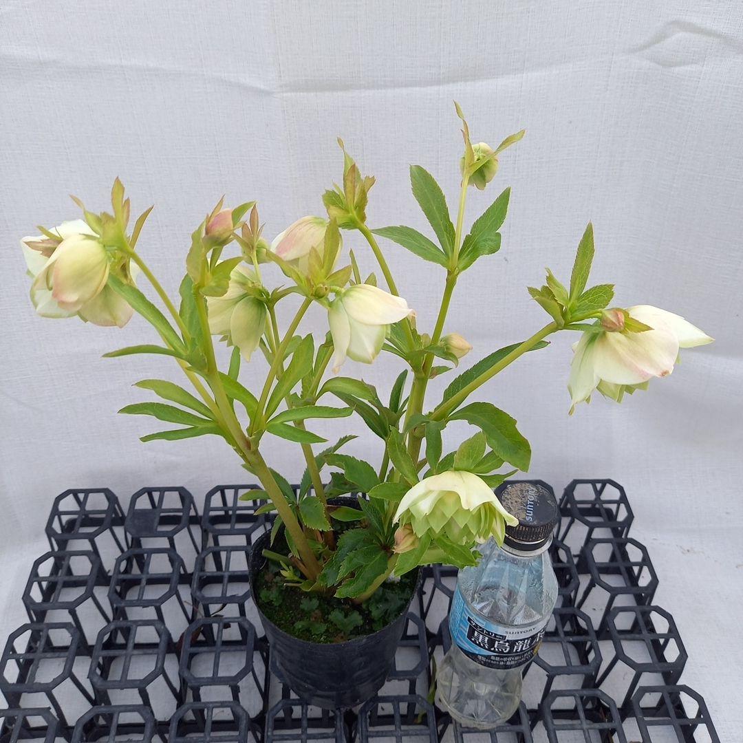 専用(4個)　つぼみゴロゴロ♪オリジナルグリーンリップ、苗、開花株