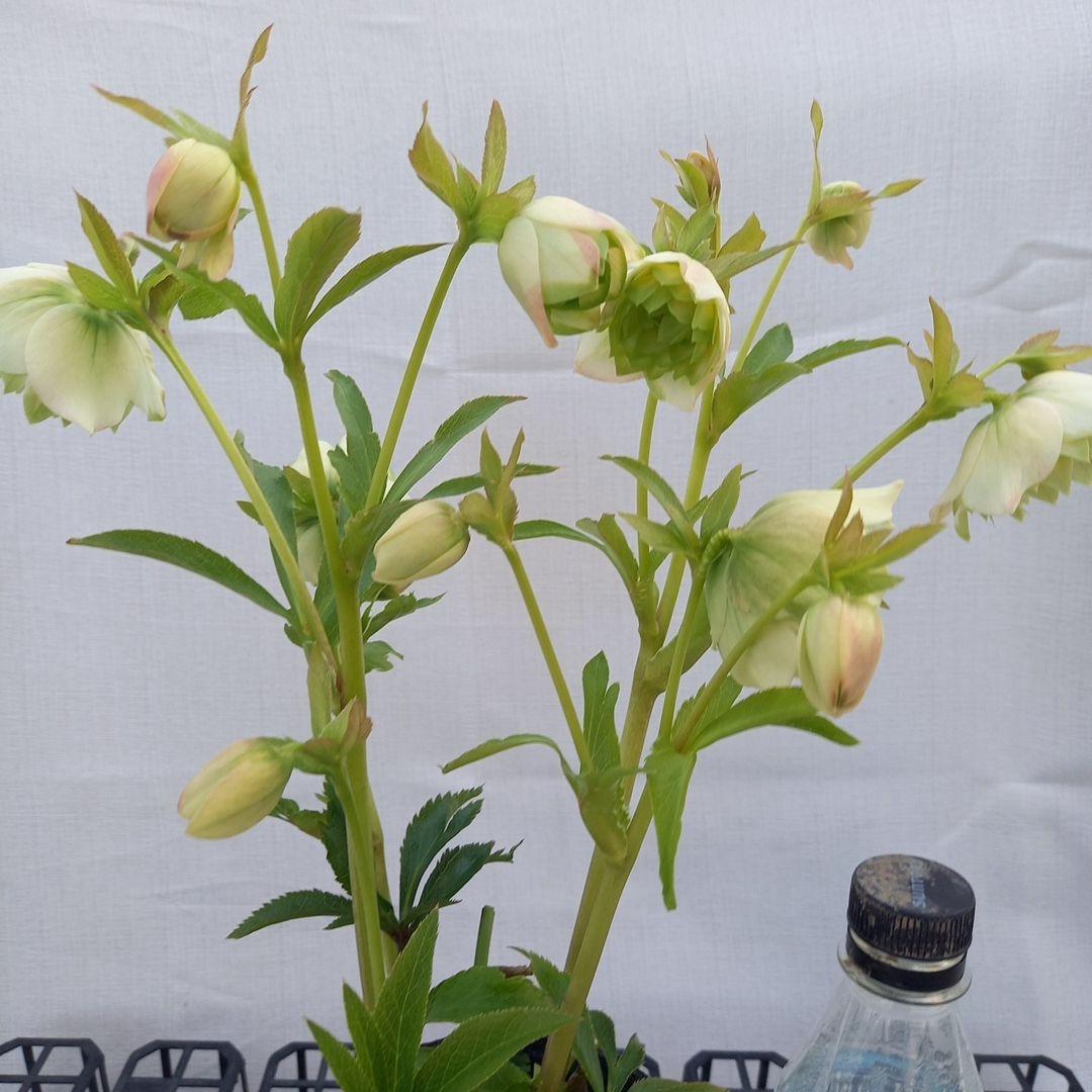 専用(4個)　つぼみゴロゴロ♪オリジナルグリーンリップ、苗、開花株