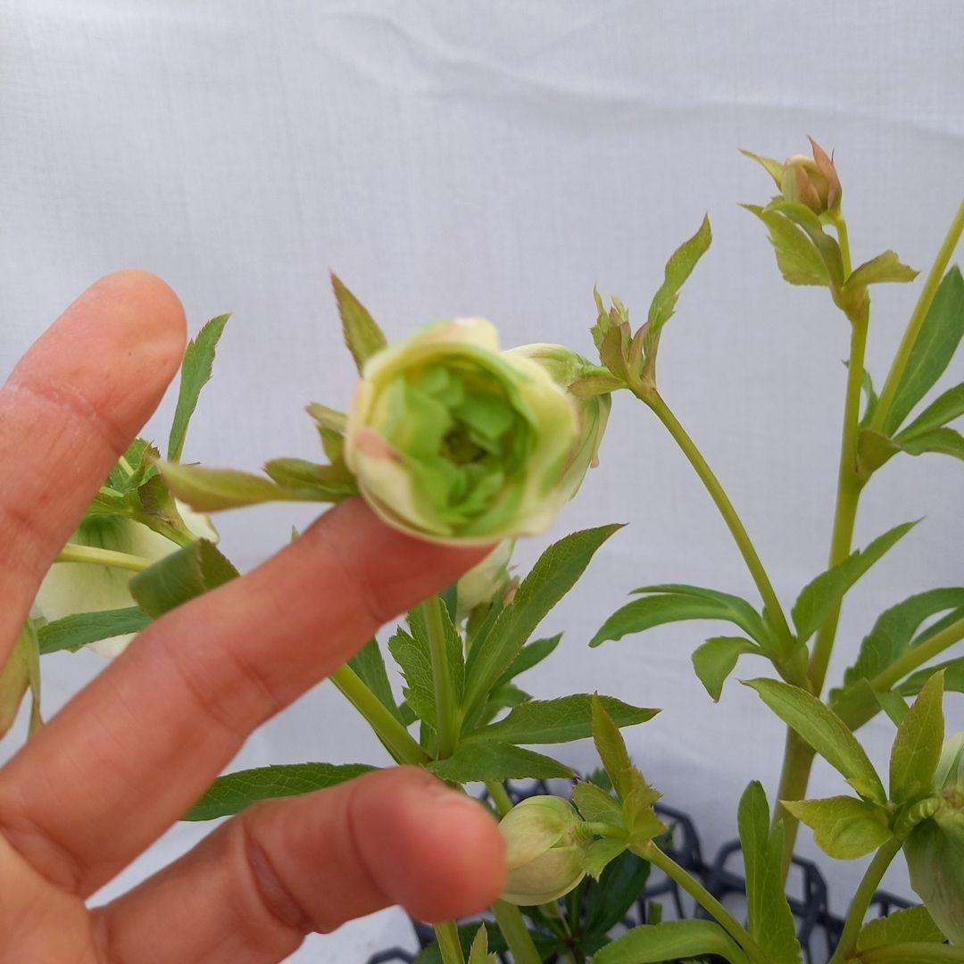 専用(4個)　つぼみゴロゴロ♪オリジナルグリーンリップ、苗、開花株
