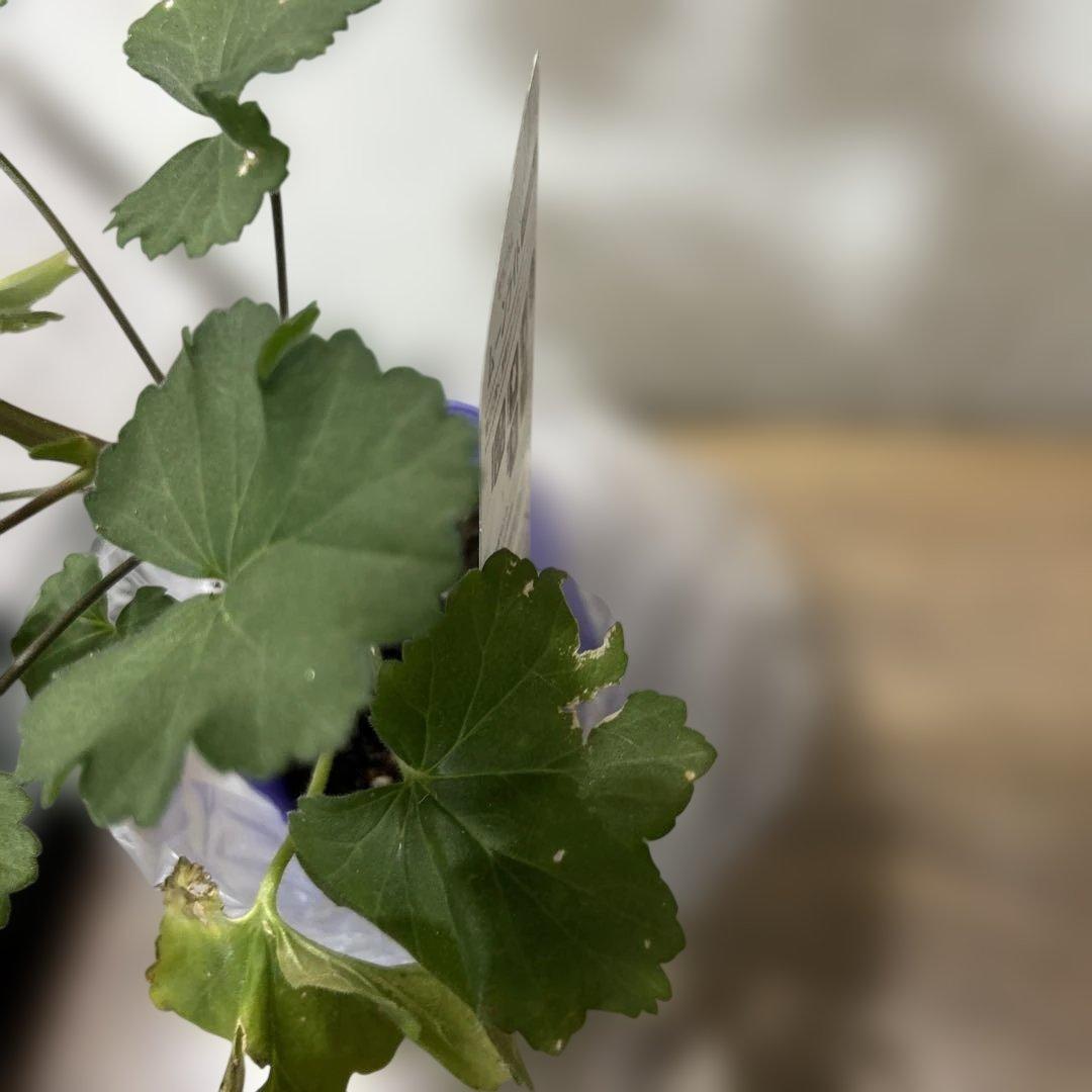 ゼラニウム確認用