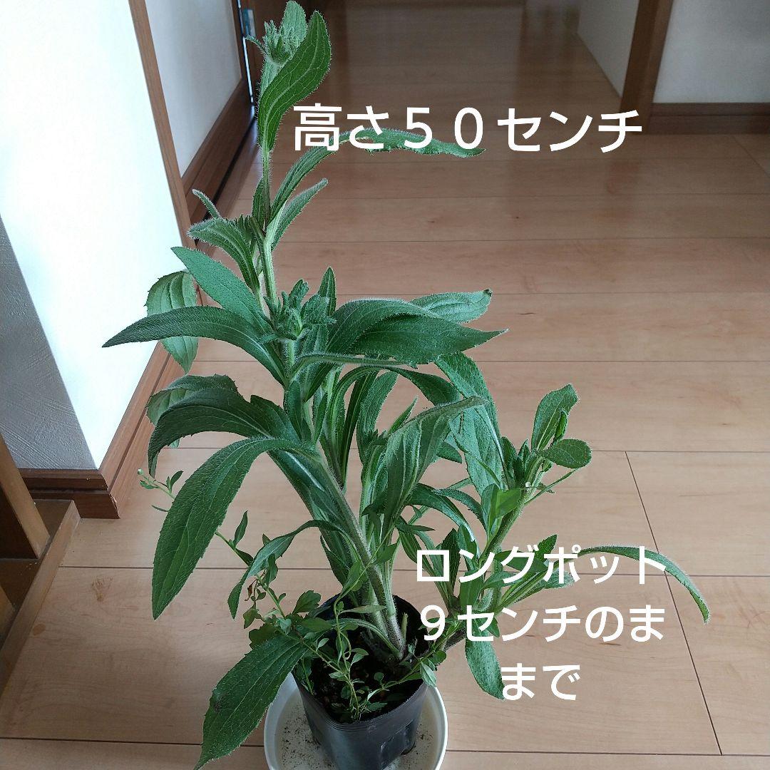 rio様専用 確認用