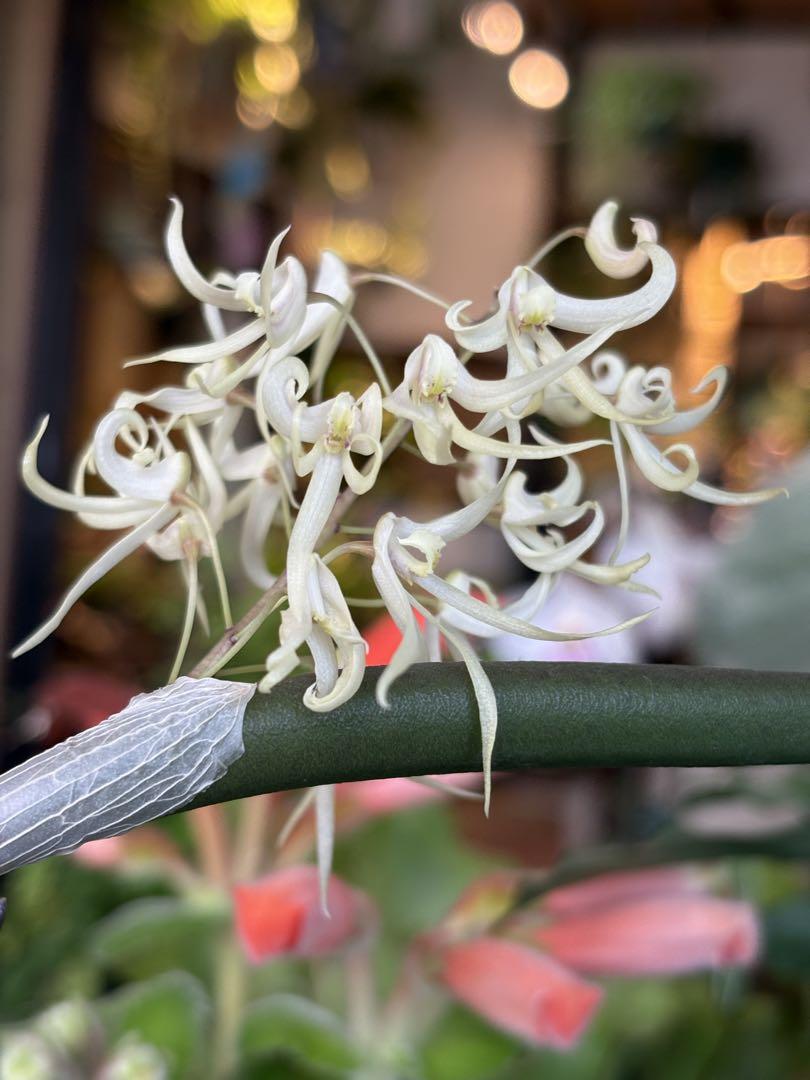 原種蘭 洋ラン デンドロビューム グリメシー Den.grimesii