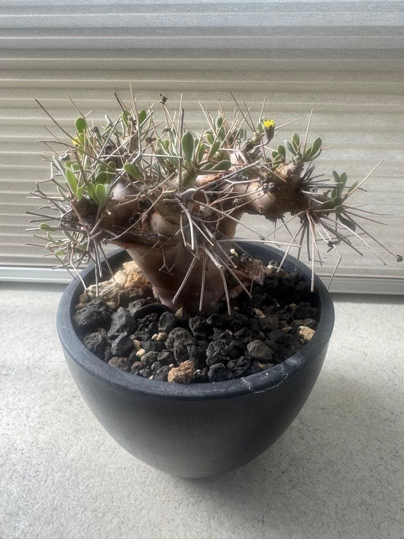 ユーフォルビオイデス