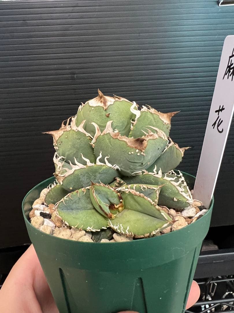 アガベ チタノタ 麻花 マーファー 子株 発根済み アガベ チタノタ 麻花 マーファー 子株 発根済み アガベ