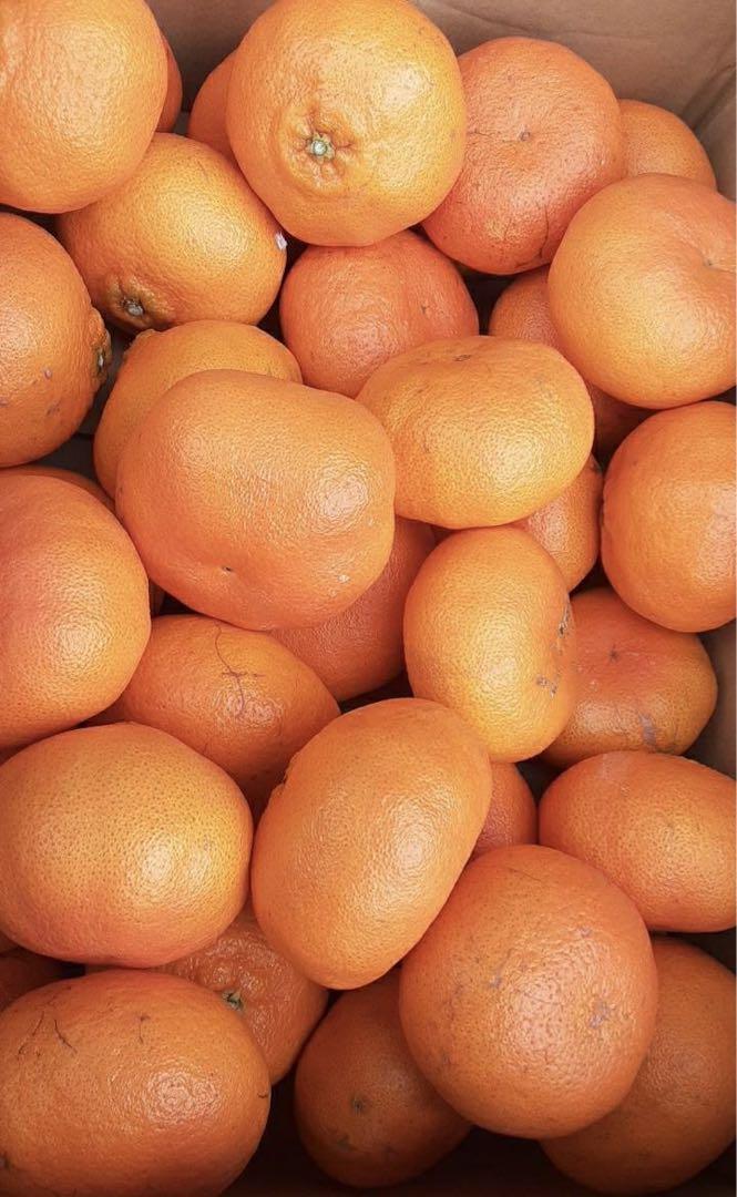愛媛県　甘平　柑橘　 5kg